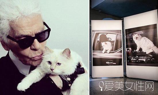 karl lagerfeld的那只Choupette