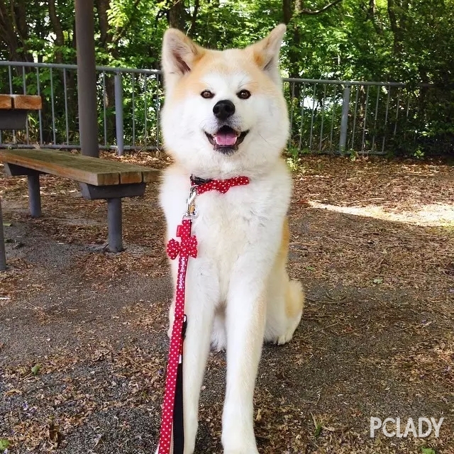 不要把它跟柴犬搞混了，一狗酱的犬种小科普之傲娇又忠