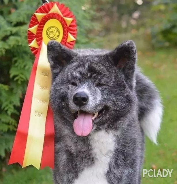 不要把它跟柴犬搞混了，一狗酱的犬种小科普之傲娇又忠