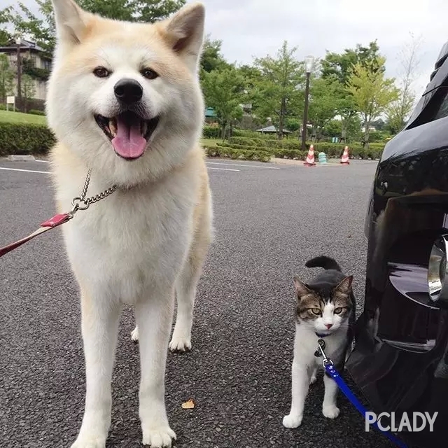 不要把它跟柴犬搞混了，一狗酱的犬种小科普之傲娇又忠