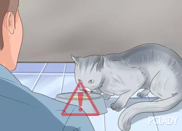 您知道猫咪感染寄生虫的预兆有哪些嘛？