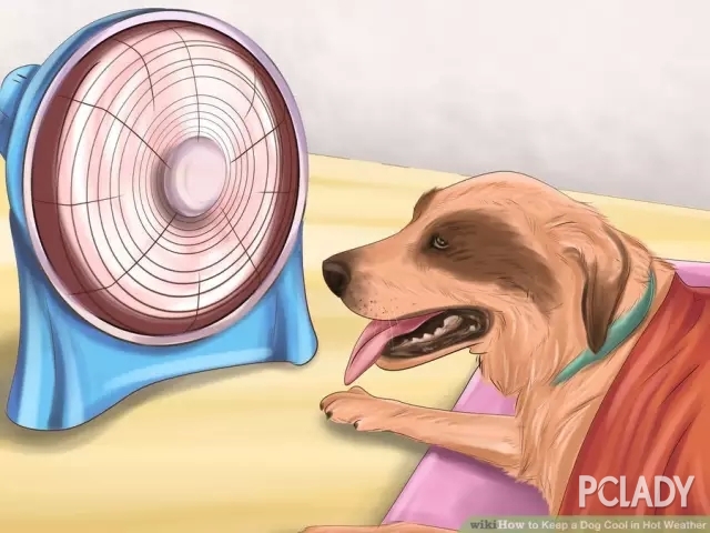 夏季狗狗中暑怎么办？如何预防？