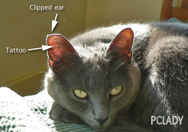 流浪猫的耳朵缺个角，是被虐待了吗？