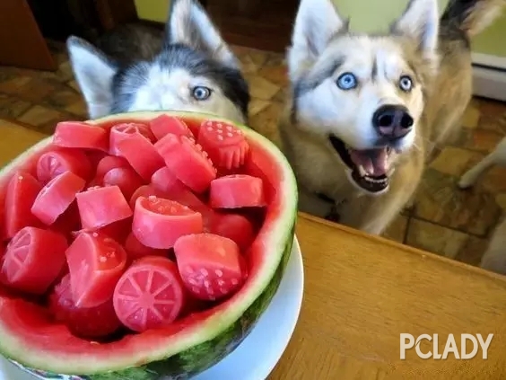 狗狗能吃西瓜吗？