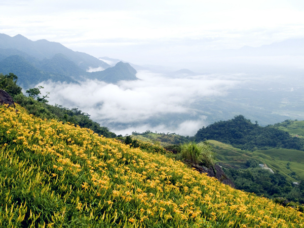 干黄花菜 干黄花菜有毒吗