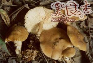 蔬菜营养全剖析之蘑菇篇Oj.jpg