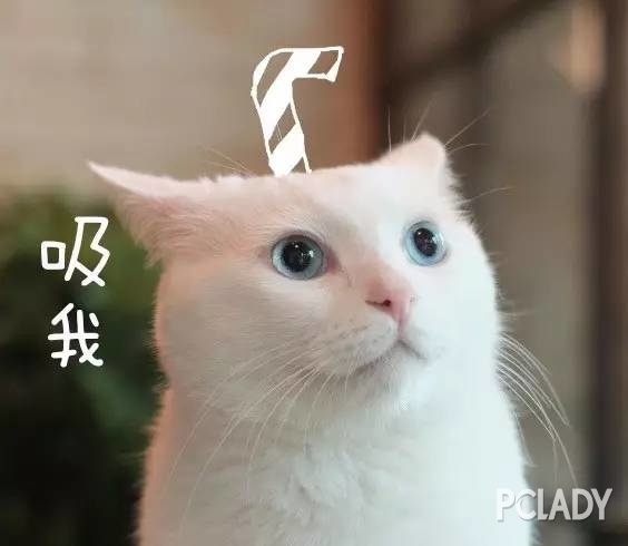 为什么要谈恋爱？是饭不好吃还是猫猫狗狗不好吸？