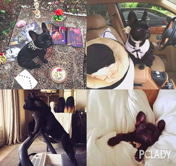 为什么要谈恋爱？是饭不好吃还是猫猫狗狗不好吸？