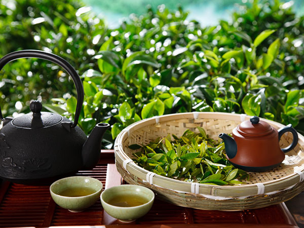 绿茶提取物有哪些功效？