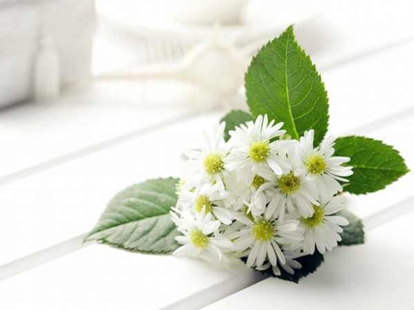 菊花茶的泡法 正确冲泡菊花茶