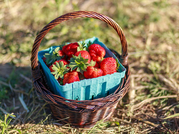 孕妇吃草莓好吗 是否有好处呢？